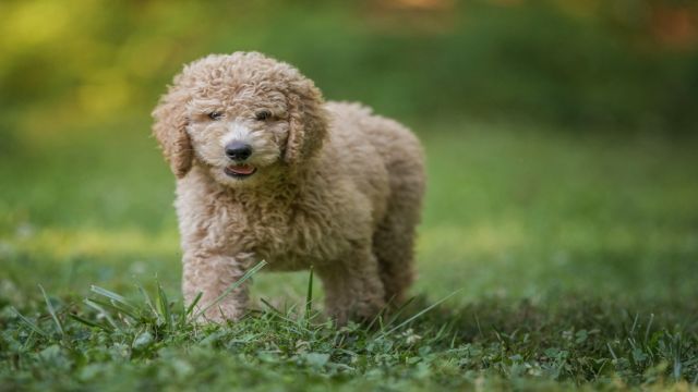 KÖPEKLERDE SAĞLIK SORUNLARI ORTAYA ÇIKIYOR