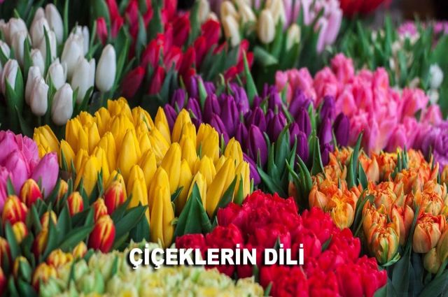 ÇİÇEKLERİN DİLİ
