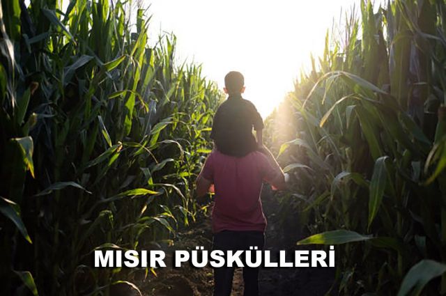 MISIR PÜSKÜLLERİ