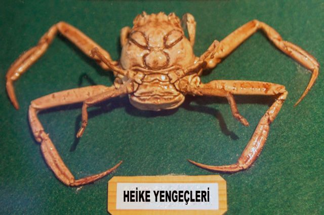 HEİKE YENGEÇLERİ