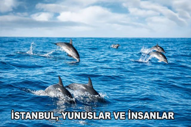 İSTANBUL, YUNUSLAR VE İNSANLAR