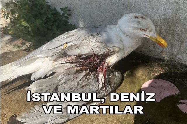 İSTANBUL, DENİZ VE MARTILAR